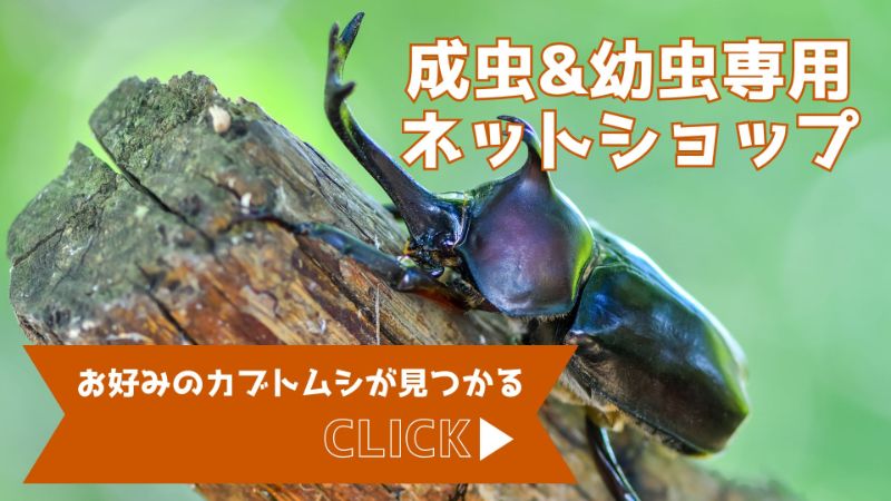 株式会社ヘラカブコネクション｜様々な品種のカブトムシを飼育
